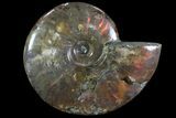 Iridescent Red Flash Ammonite - Madagascar #81381-1